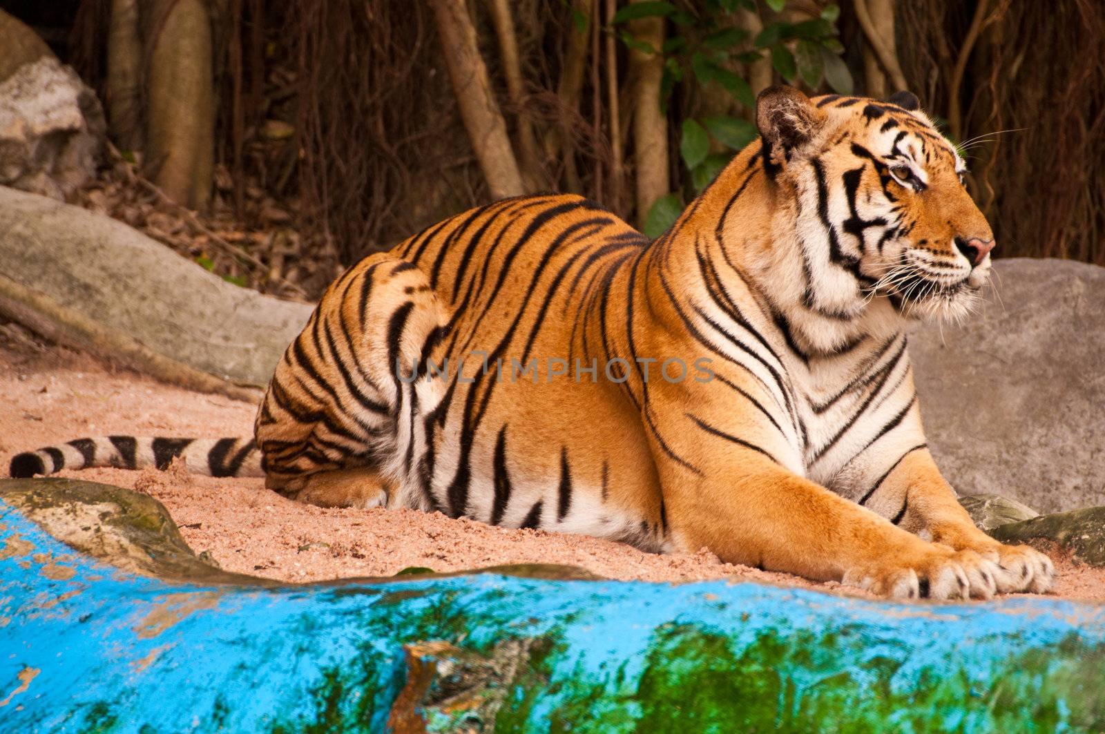 Bengal Tiger