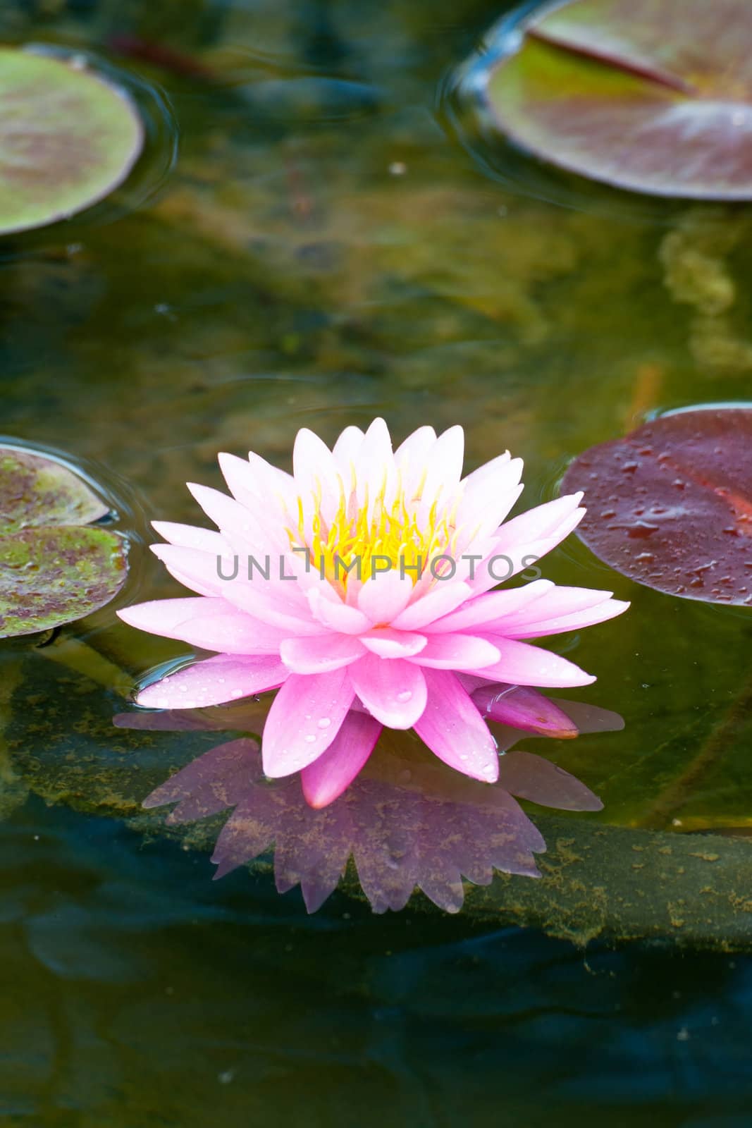 lotus flower of Thailand