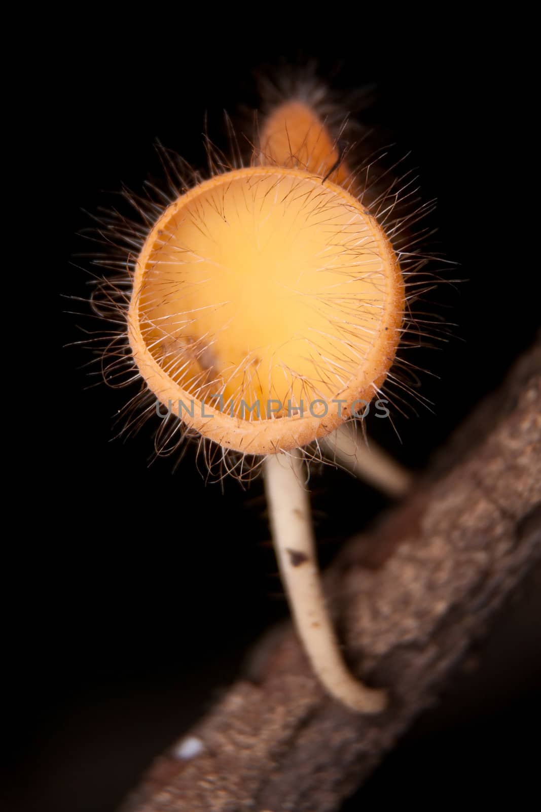 Orange burn cup mushroom or champagne mushroom, in Thailand