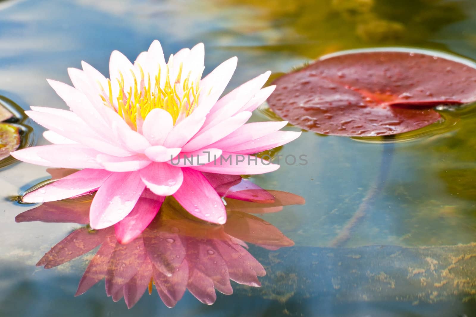 lotus flower of Thailand