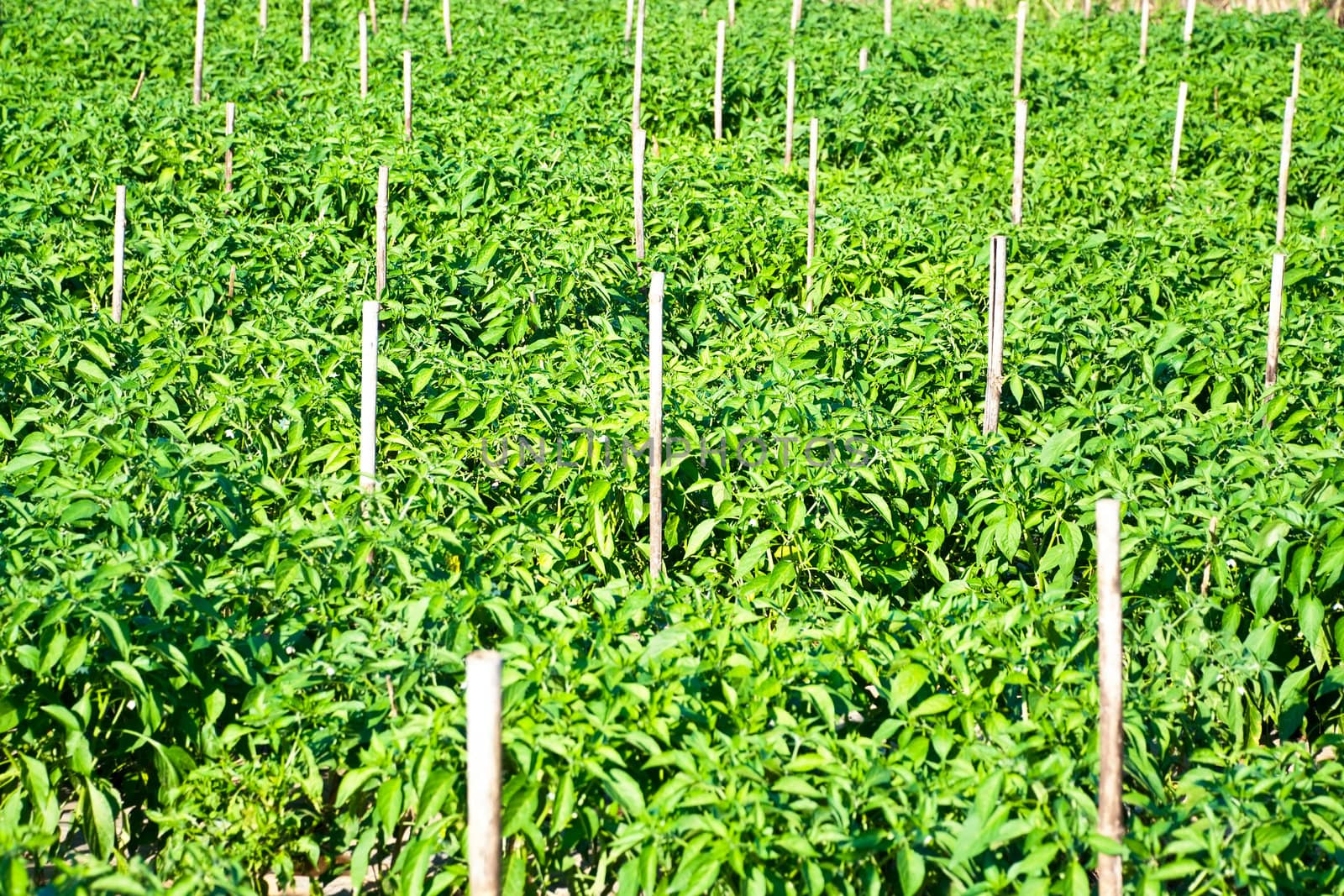 park of green peppers