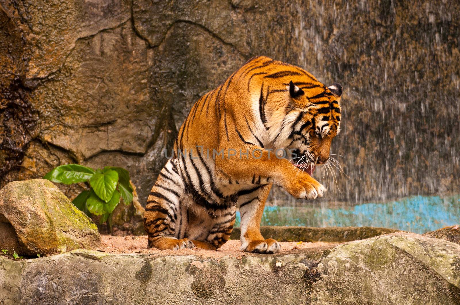 Bengal Tiger