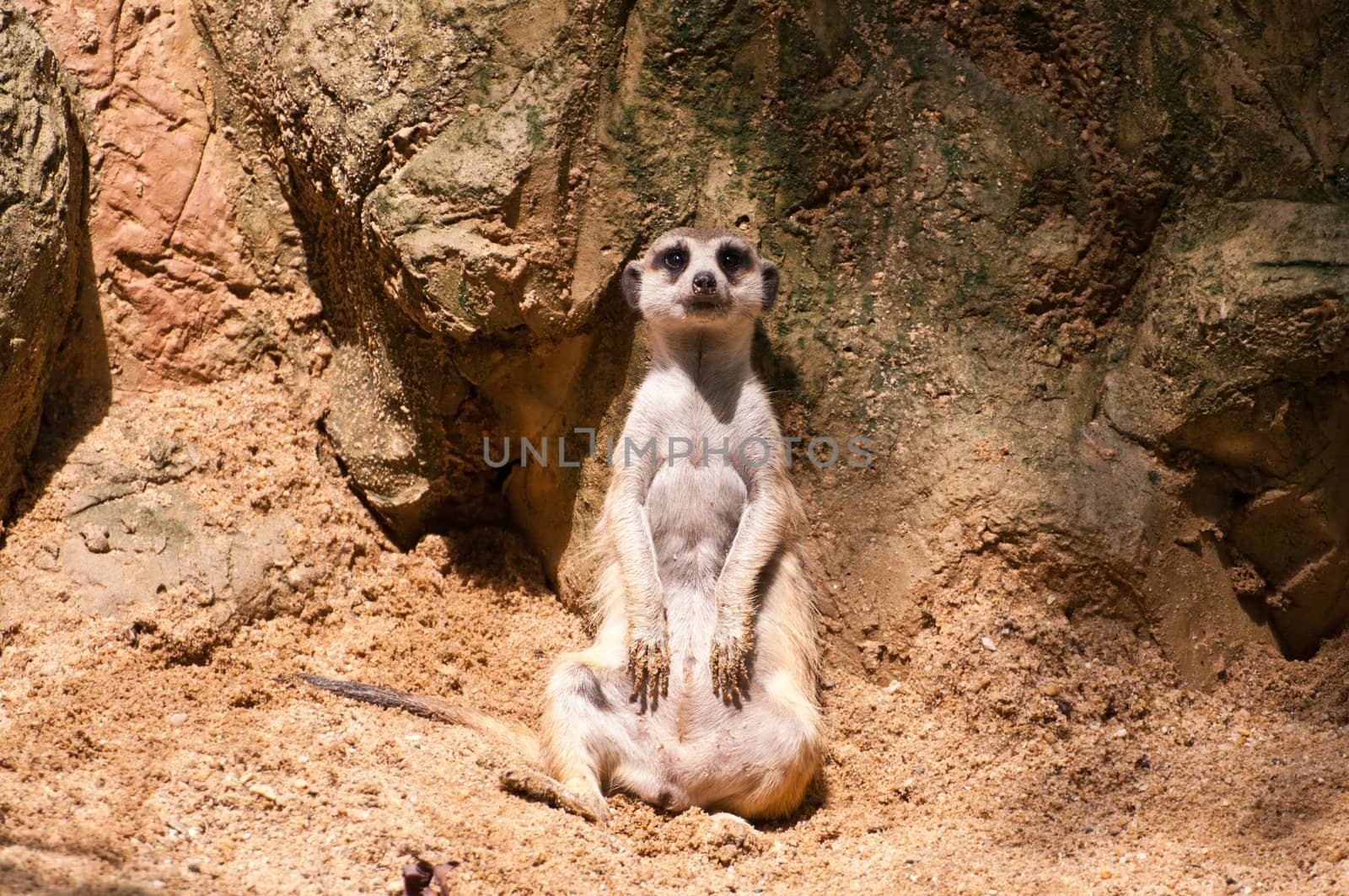 Meercat sitting will watch and looking