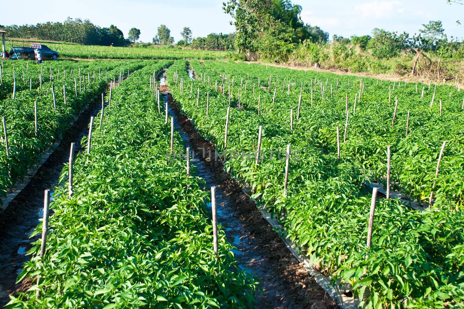 park of green peppers