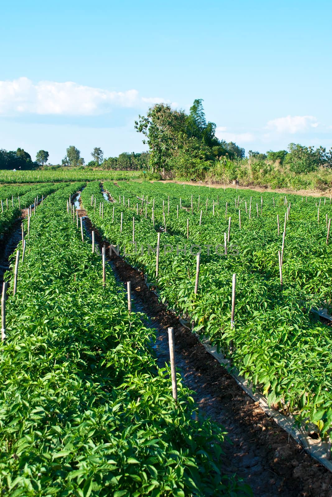 park of green peppers by Yuri2012