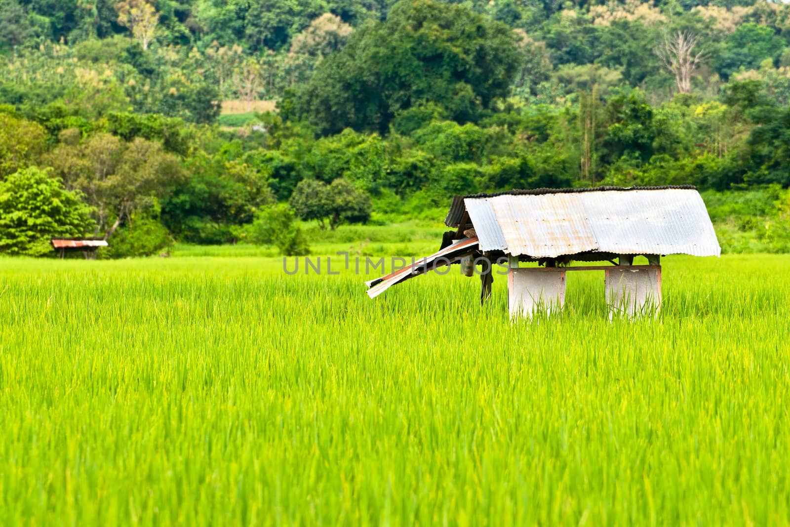 Green rice fields and mountains in Northern Highlands of Thailand South East Asia