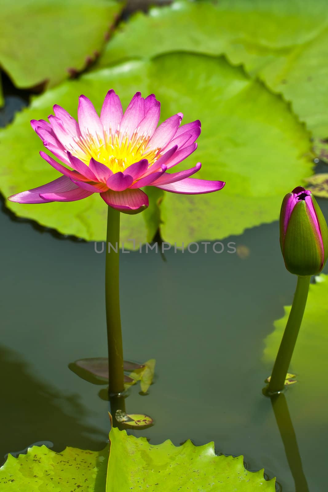 lotus flower by Yuri2012