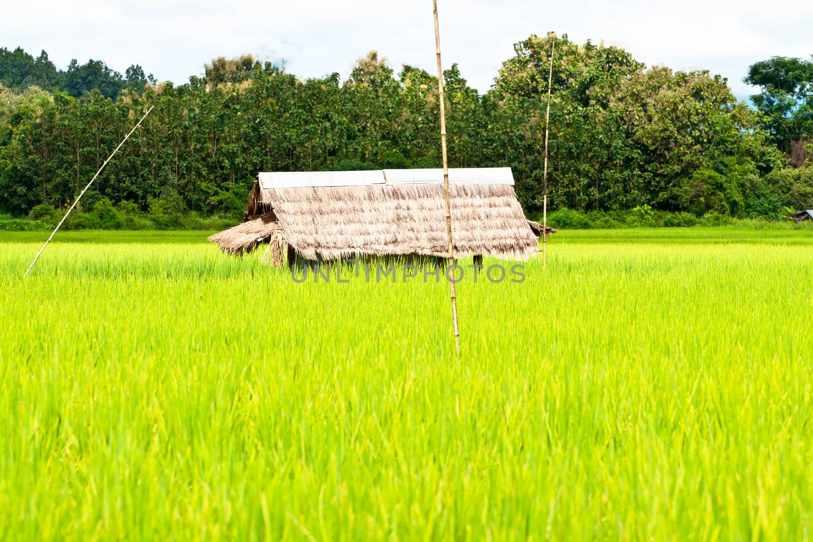 Green rice fields and mountains in Northern Highlands of Thailand South East Asia