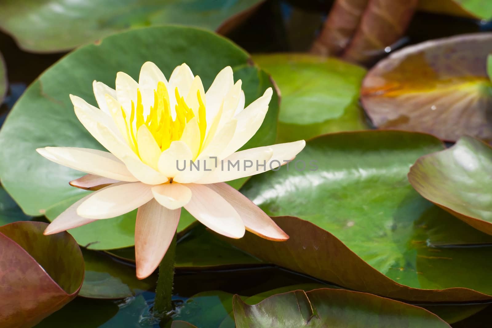 lotus flower of Thailand