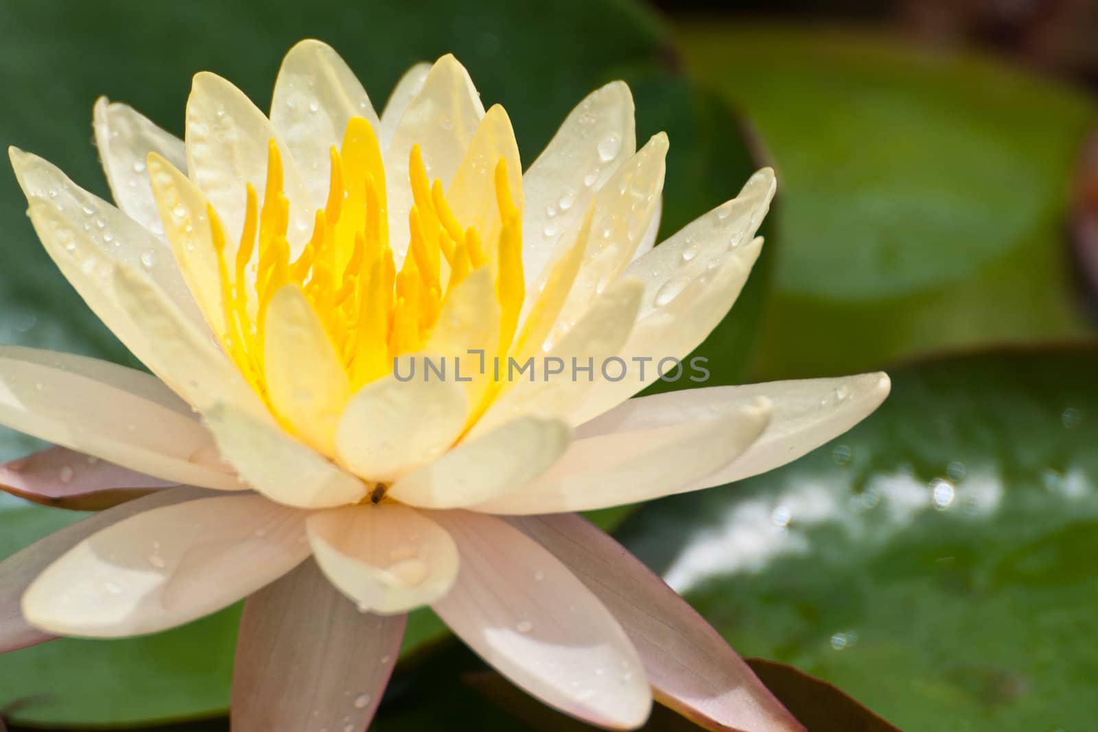 lotus flower of Thailand