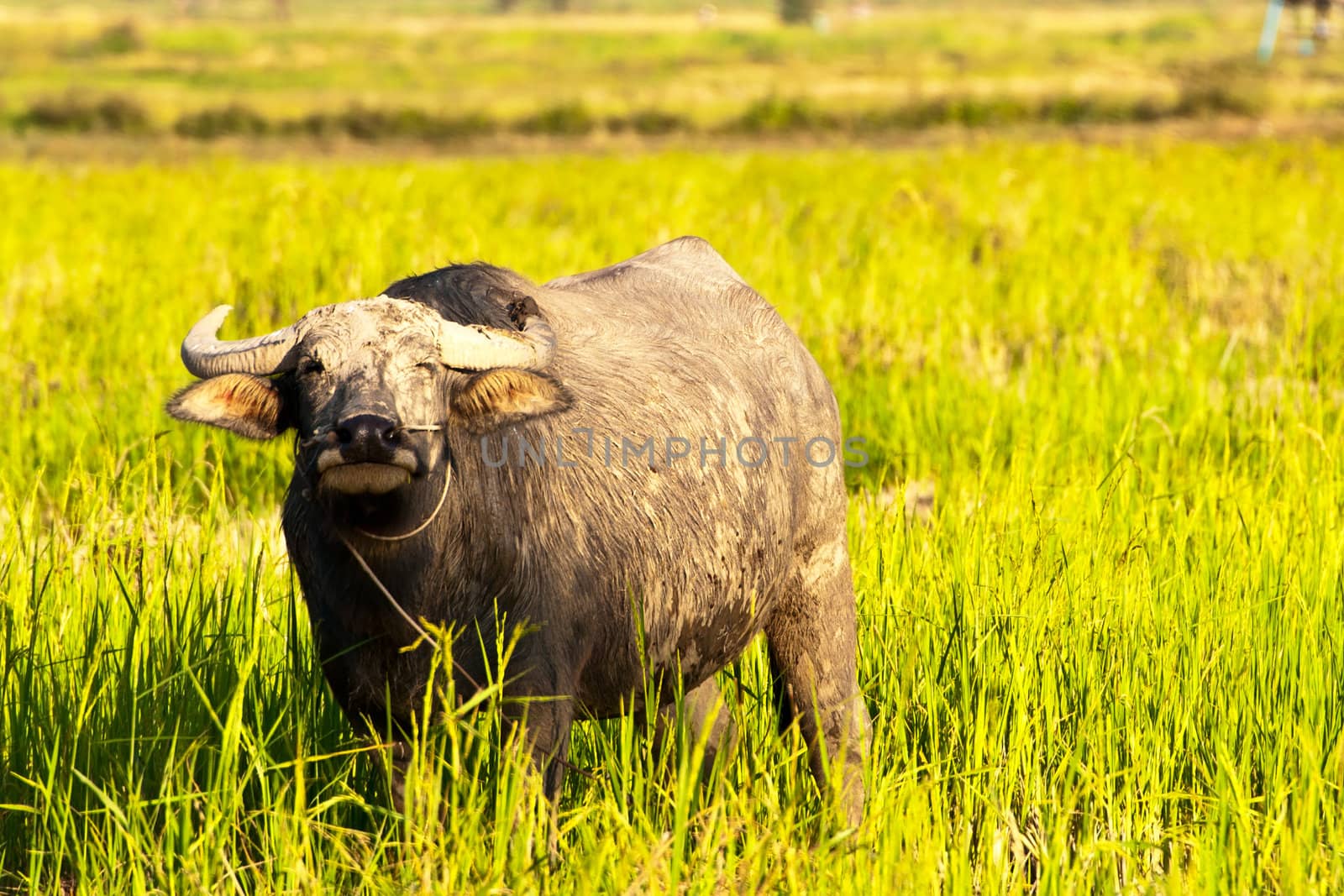 Mammal animal, Thai buffalo in grass field