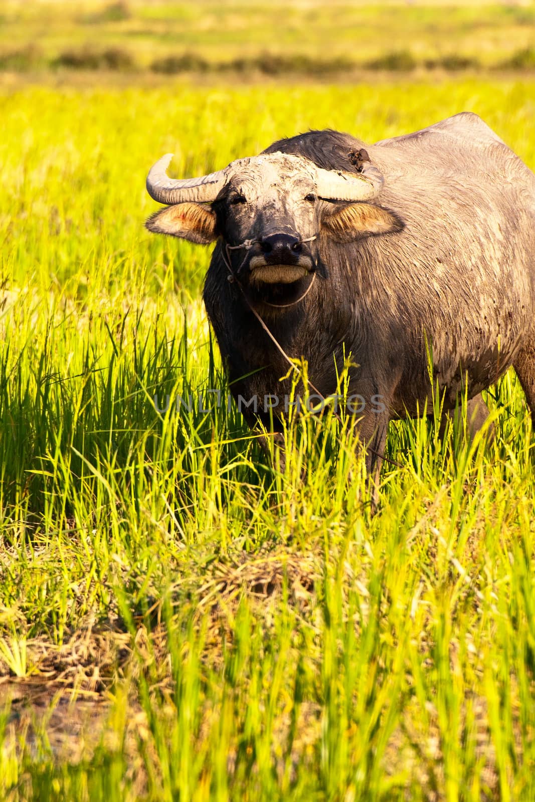 Thai buffalo in grass field by Yuri2012