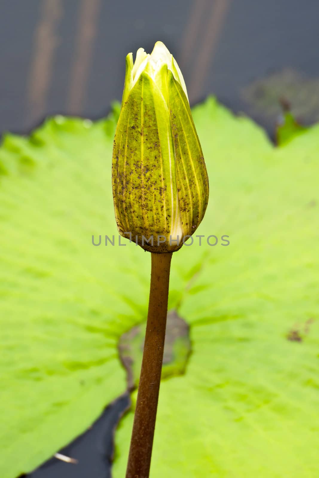 lotus flower of Thailand