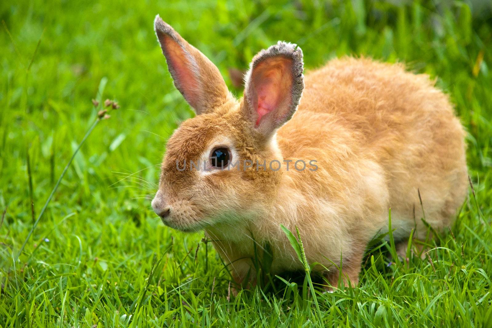 rabbit on grass by Yuri2012