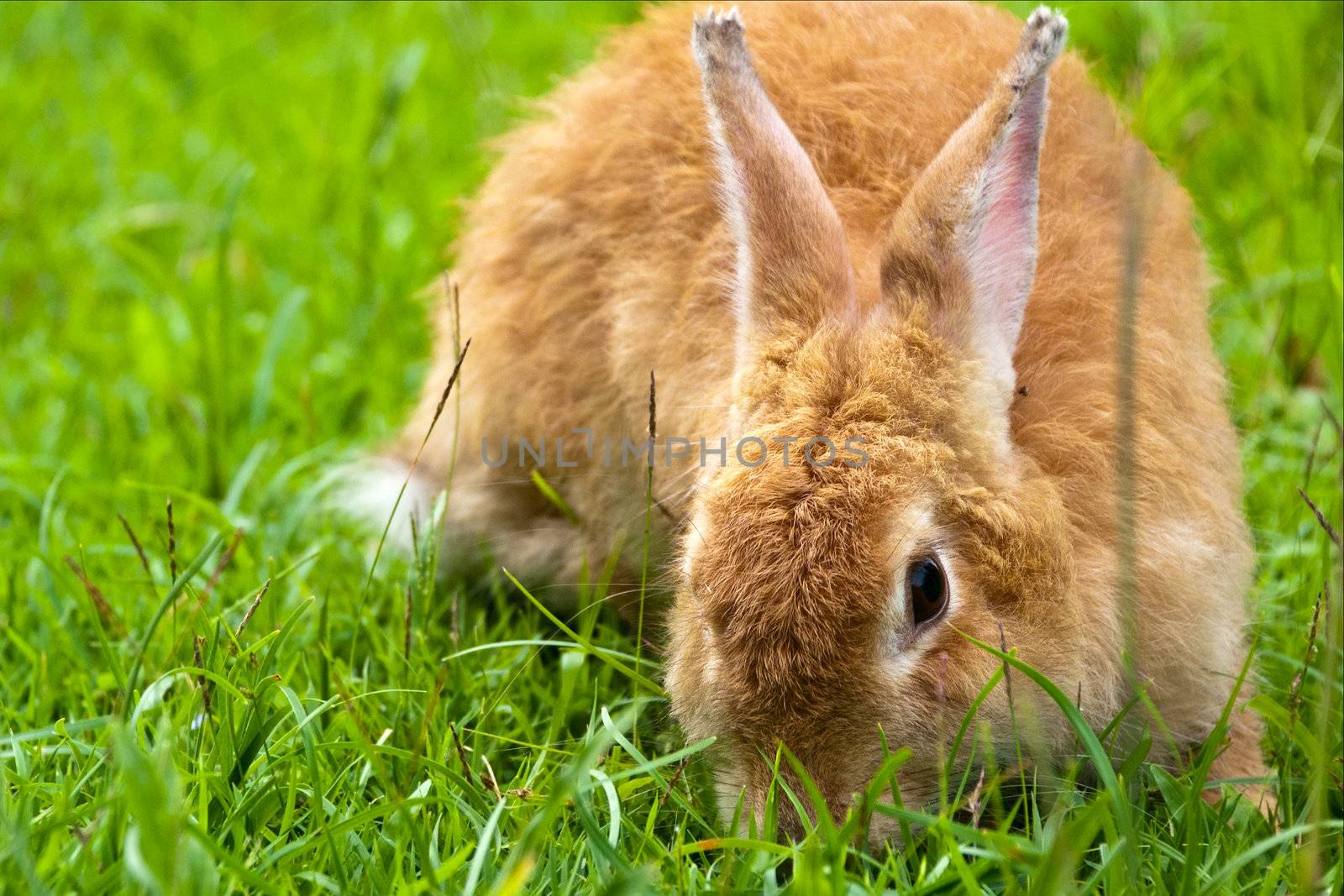 rabbit on grass by Yuri2012