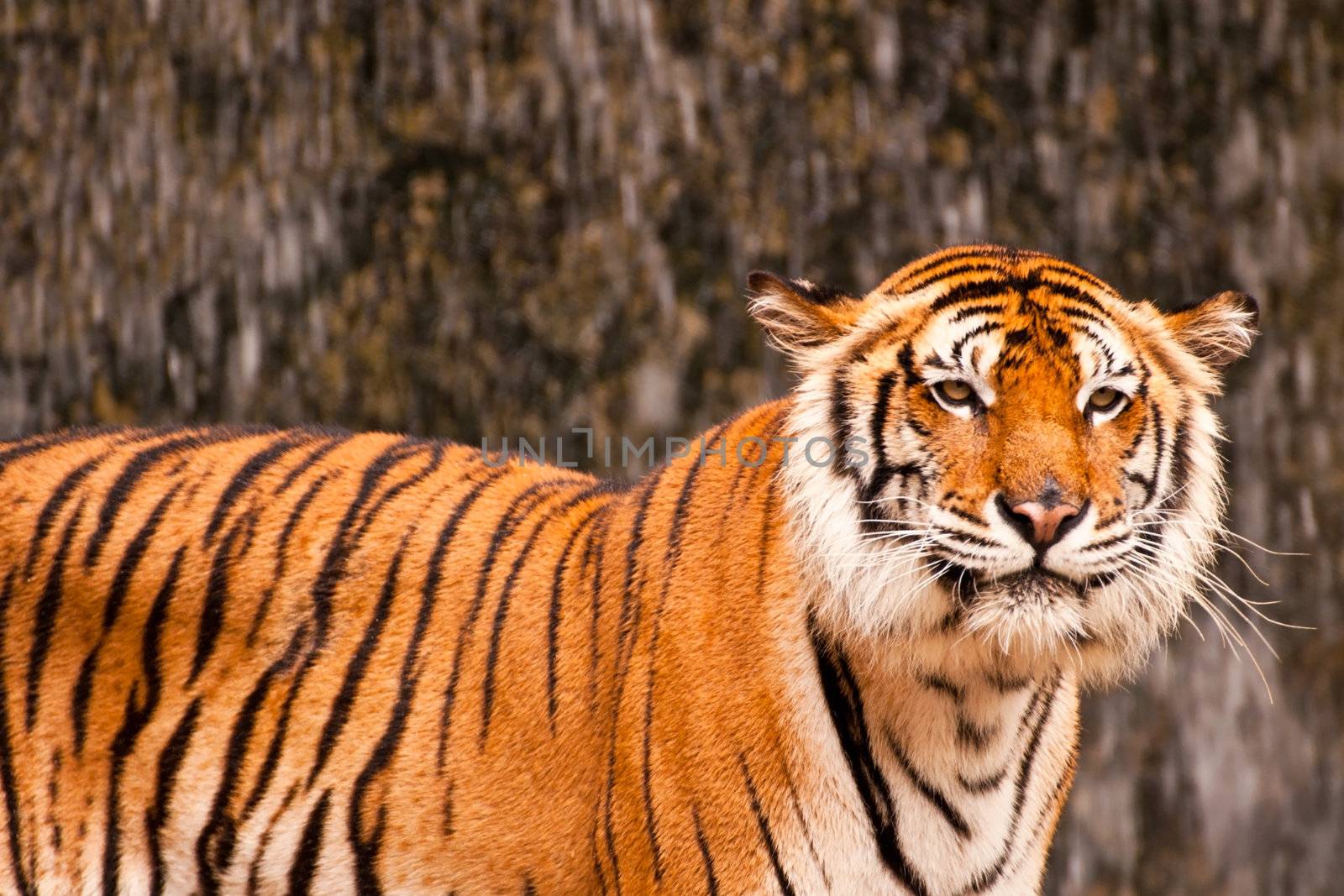 Bengal Tiger by Yuri2012