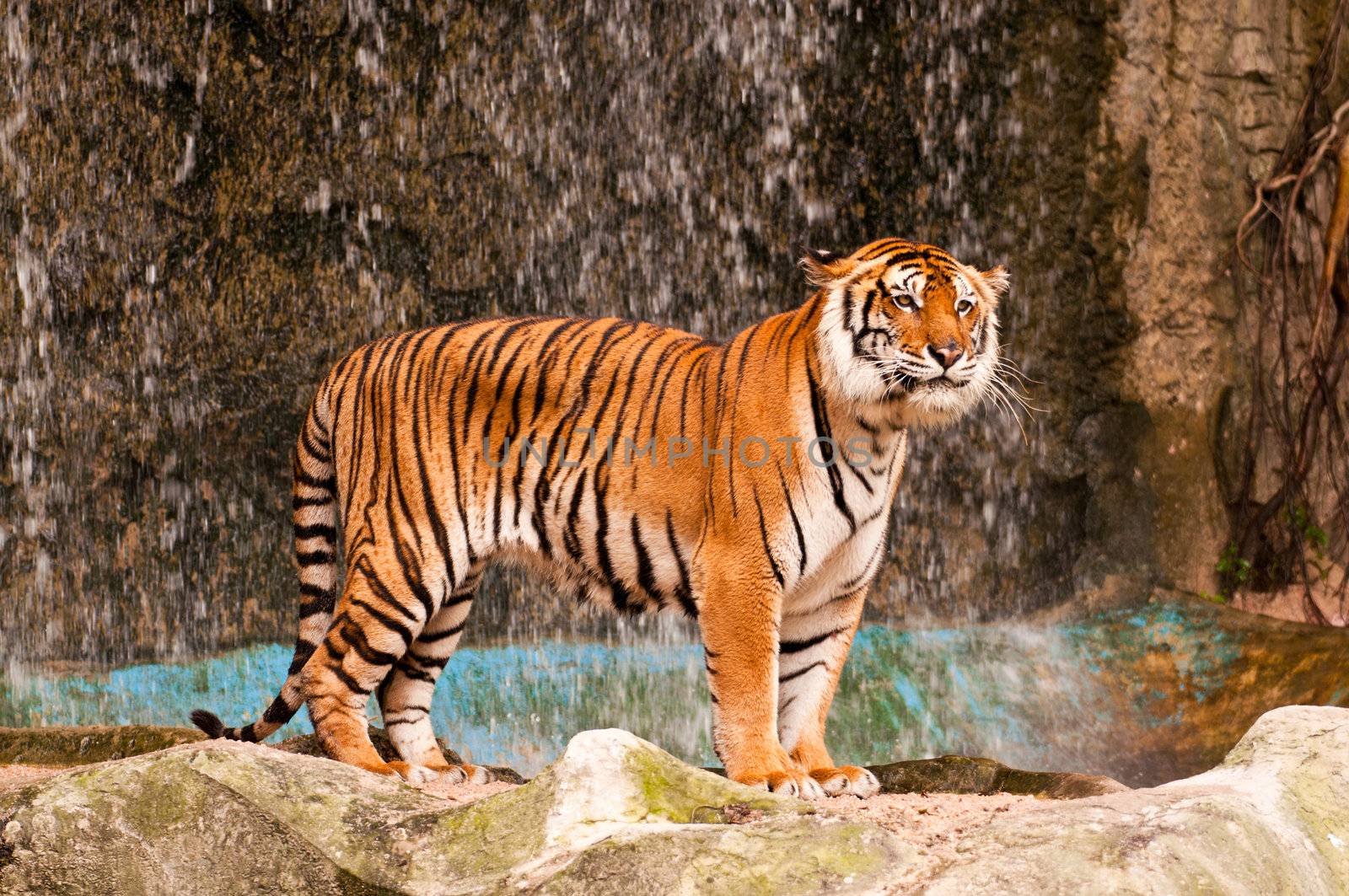 Bengal Tiger