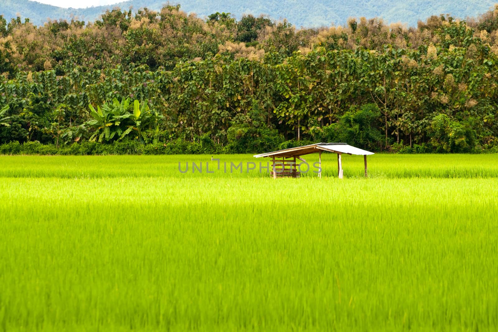 Green rice fields by Yuri2012