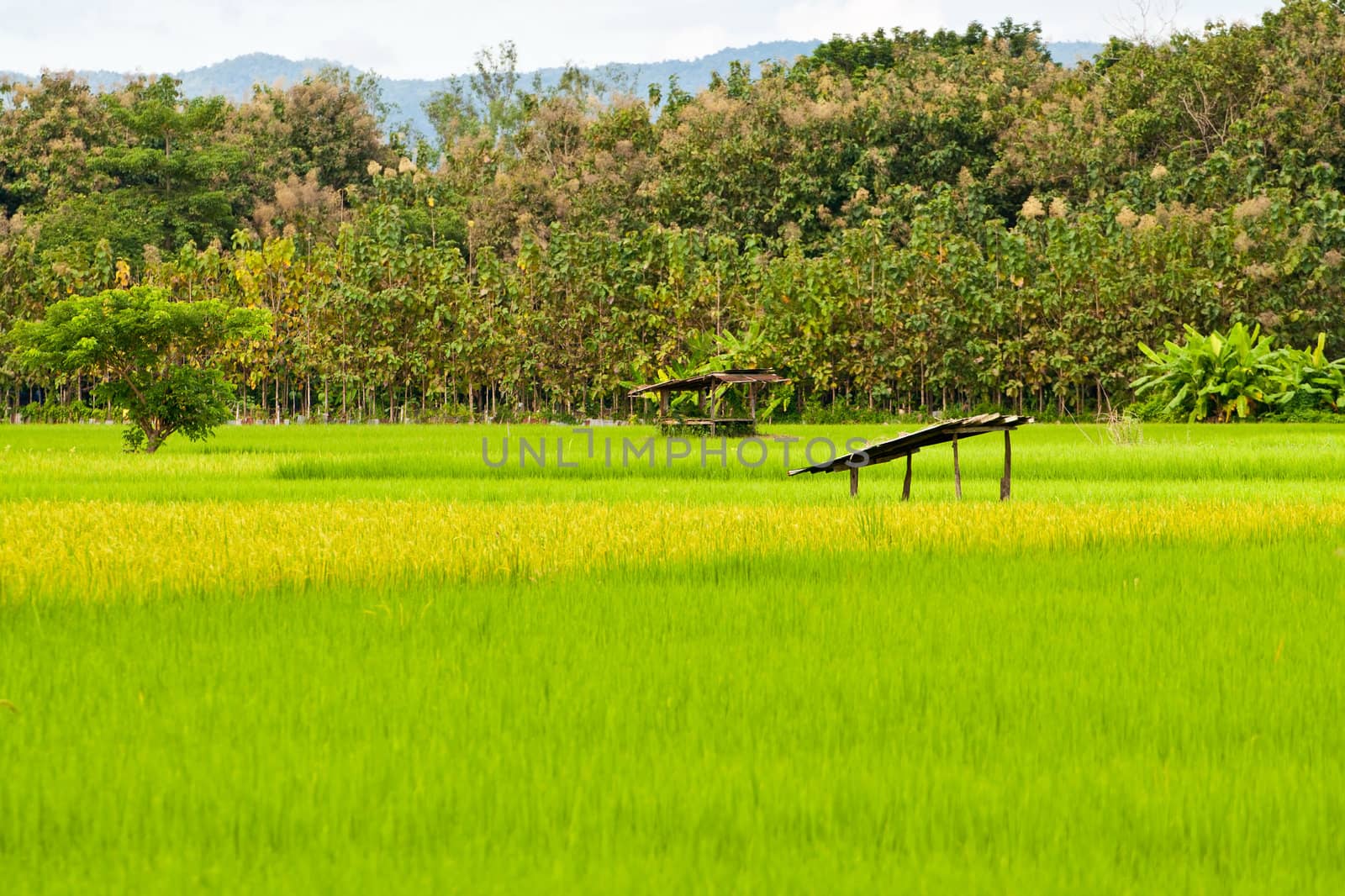 Green rice fields by Yuri2012