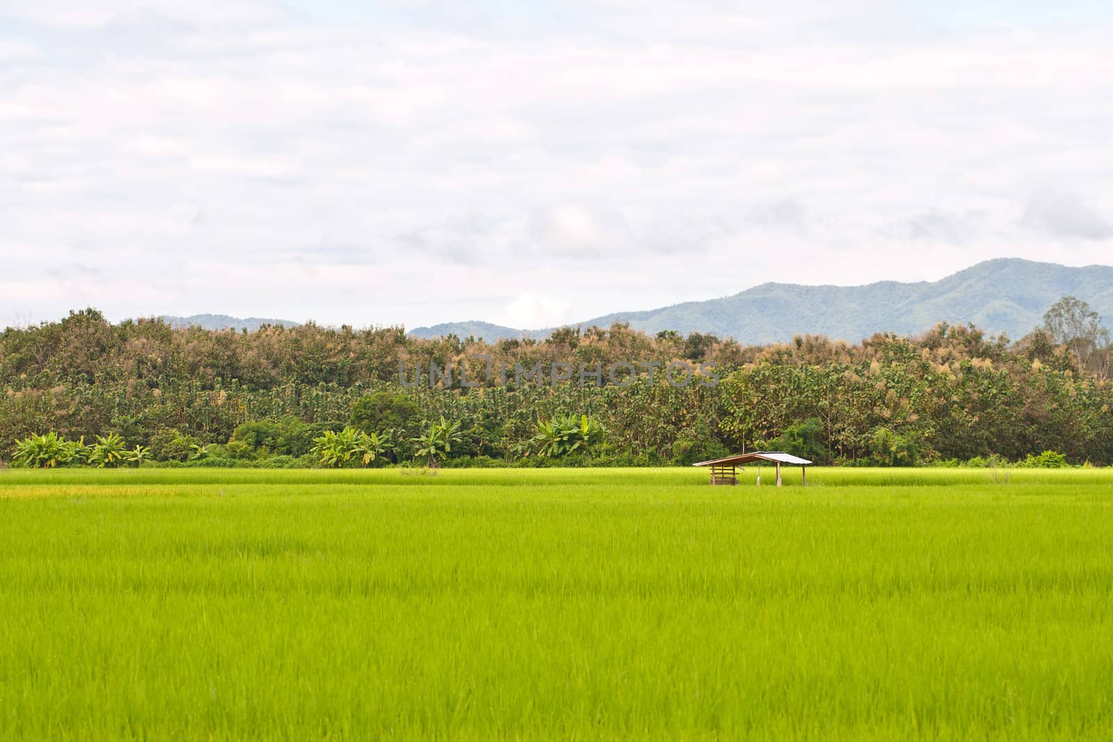 Green rice fields and mountains in Northern Highlands of Thailand South East Asia