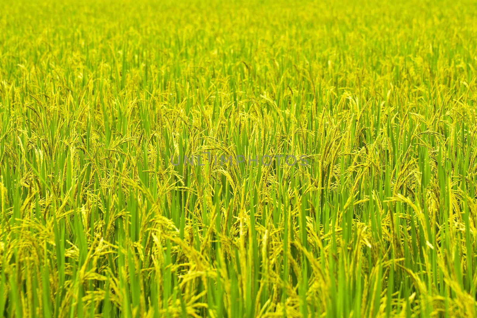 Green rice fields and mountains in Northern Highlands of Thailand South East Asia