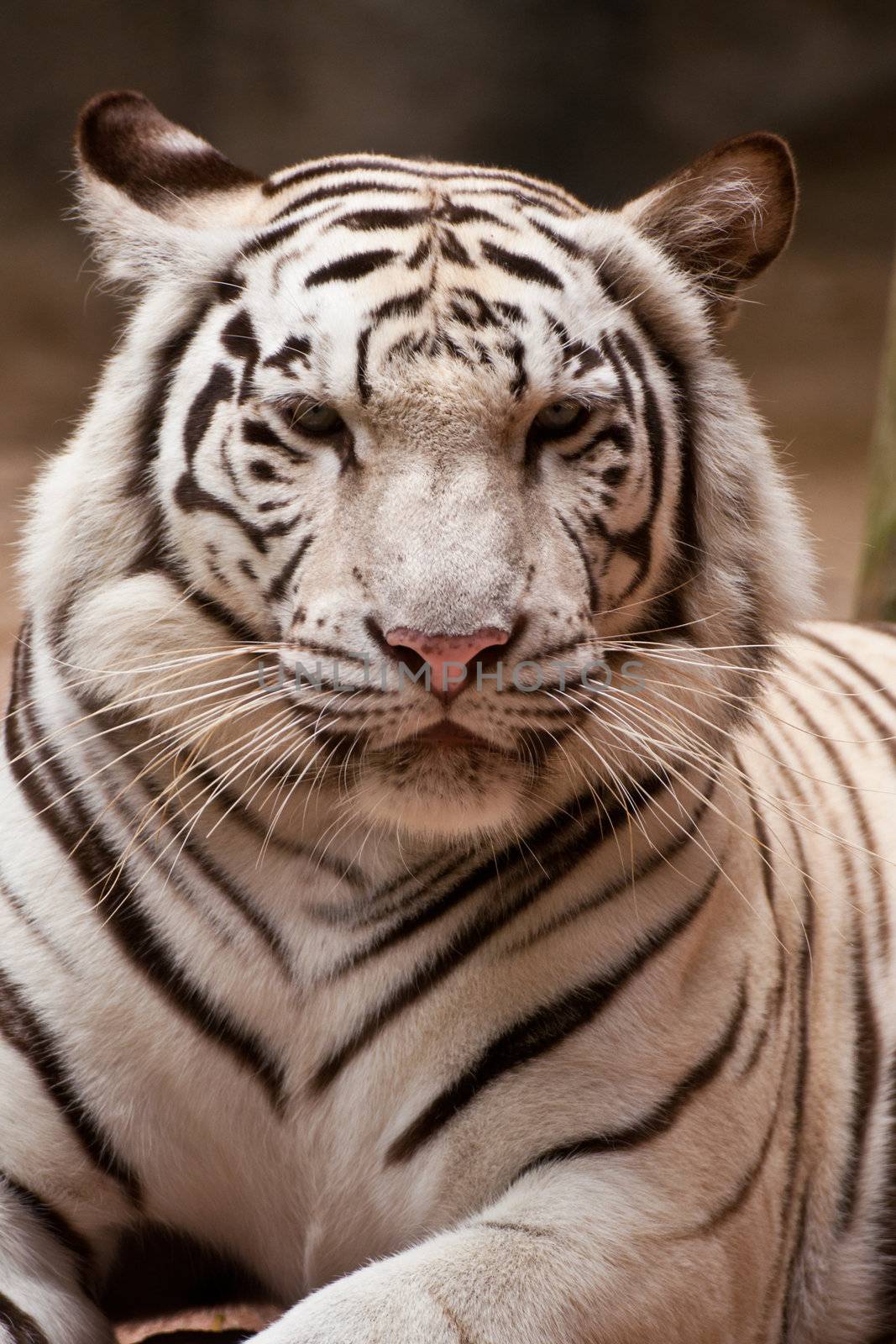 White Tiger