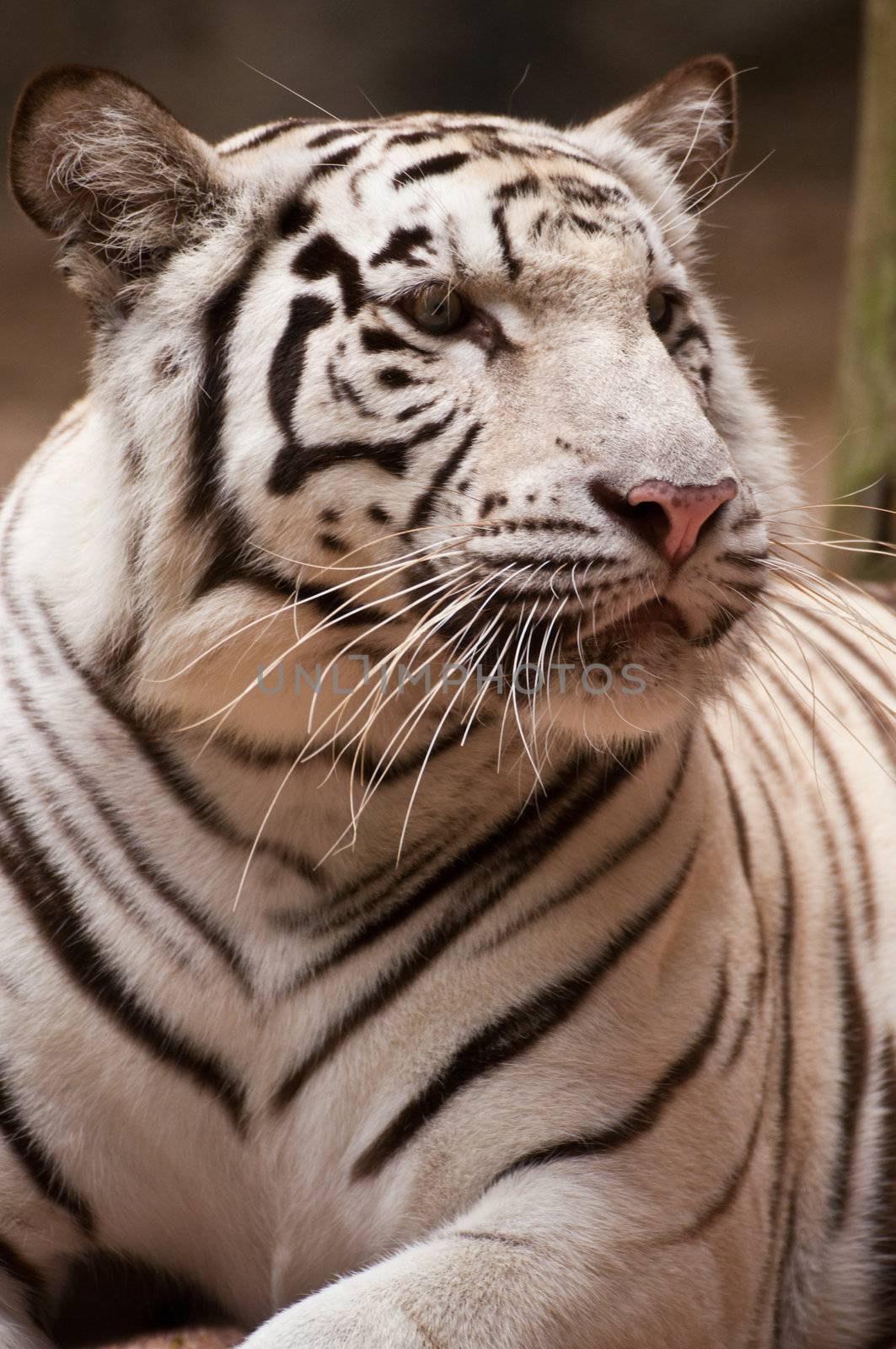 White Tiger by Yuri2012
