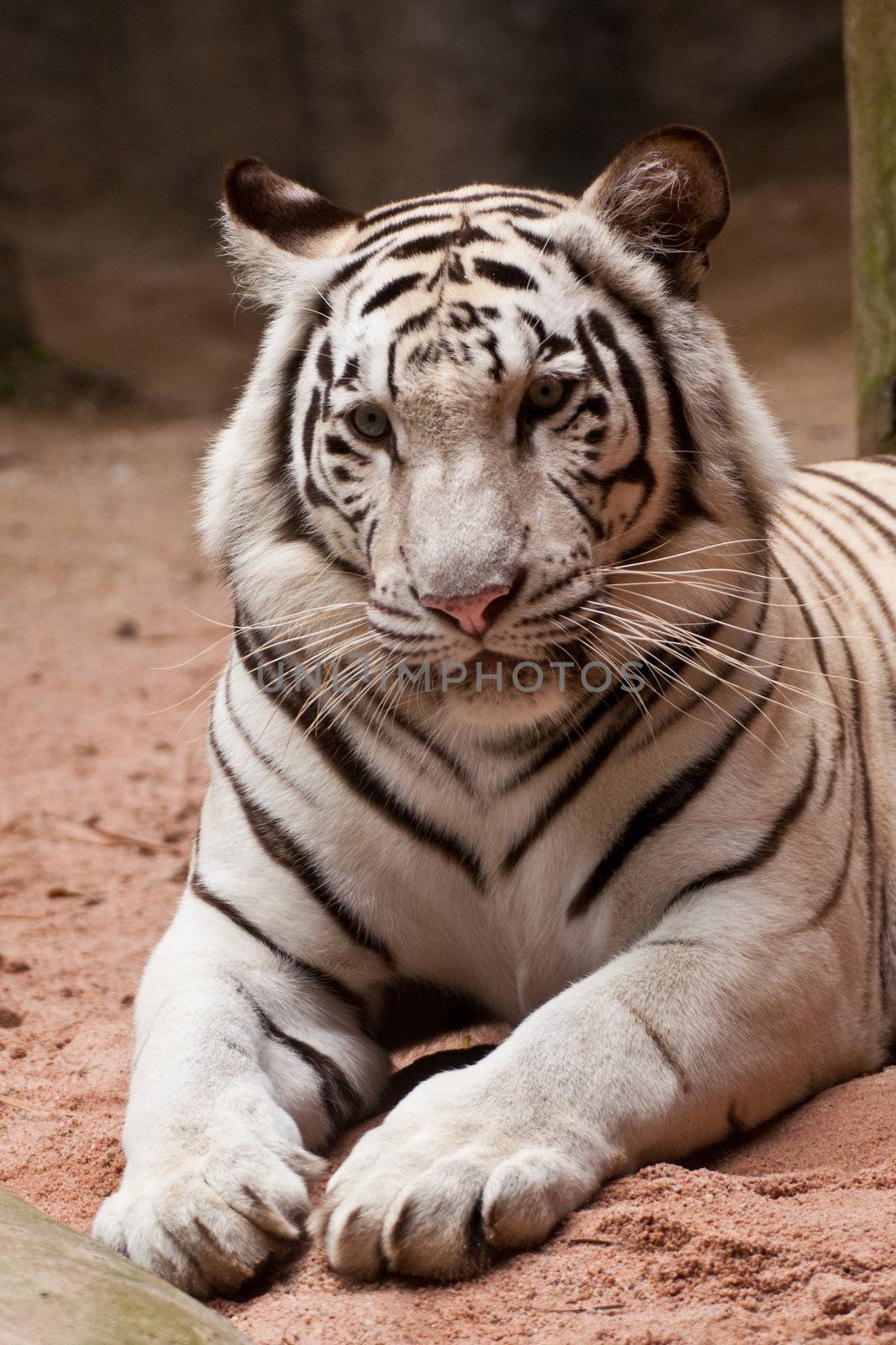 White Tiger