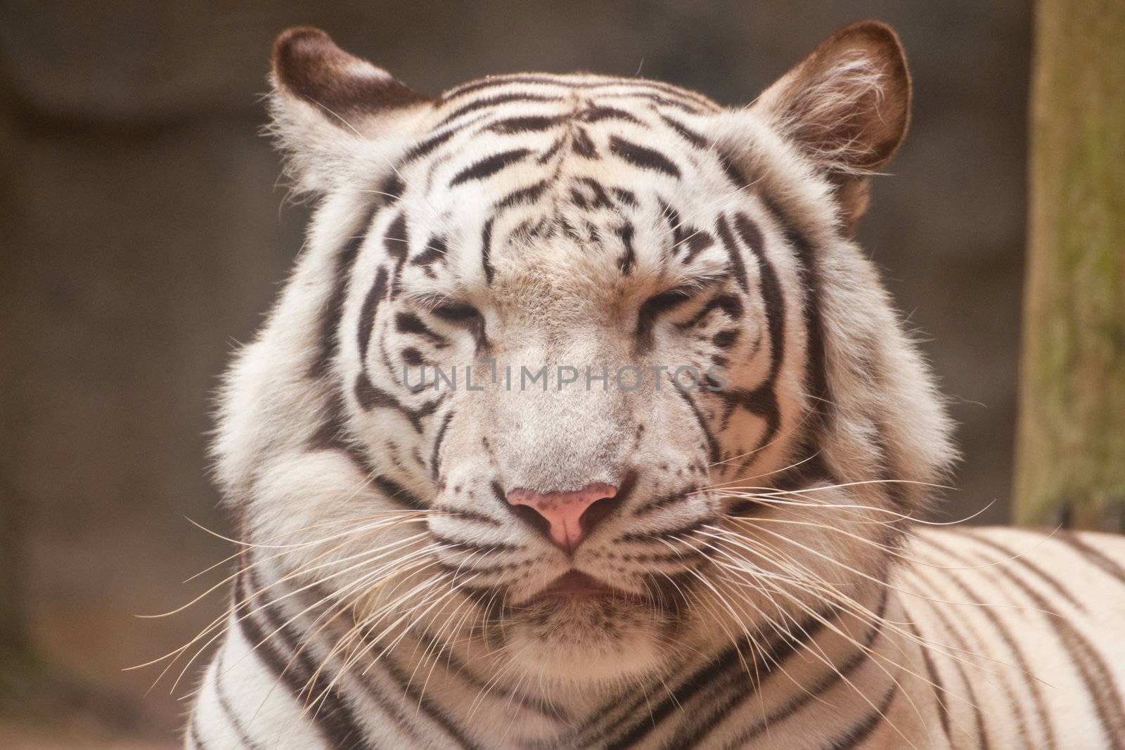 White Tiger