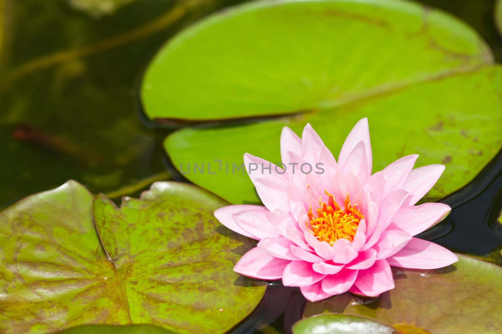 lotus flower of Thailand