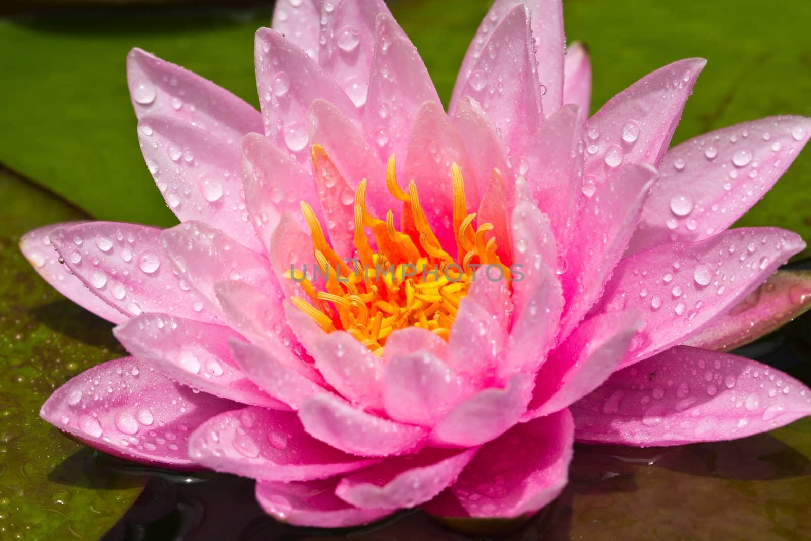 lotus flower of Thailand