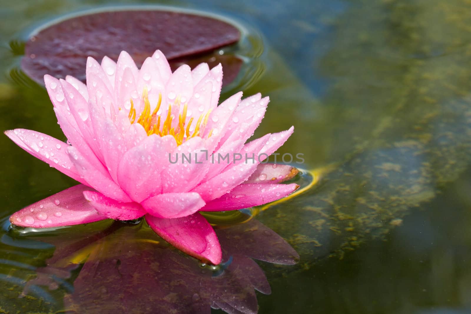 lotus flower of Thailand