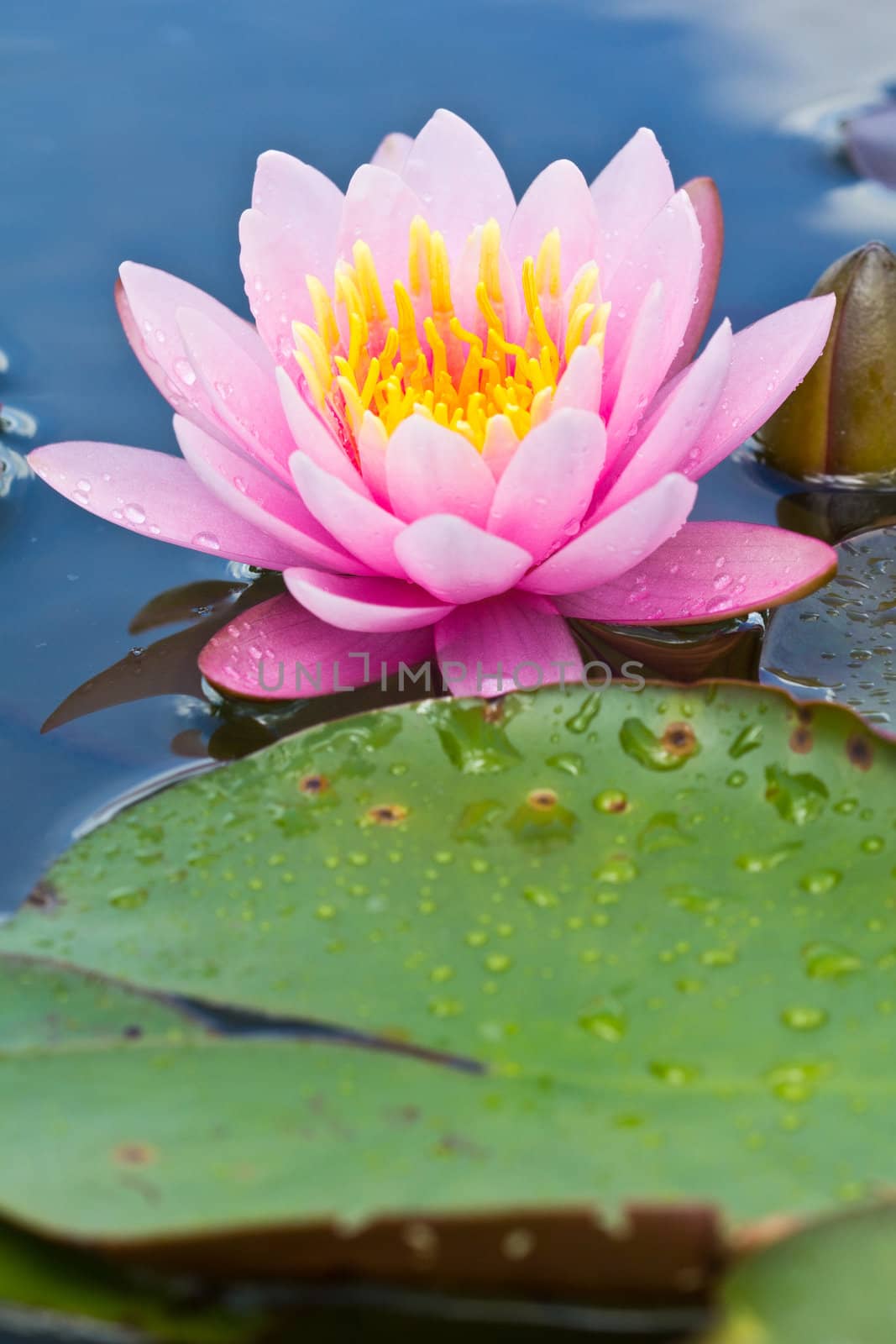 lotus flower of Thailand