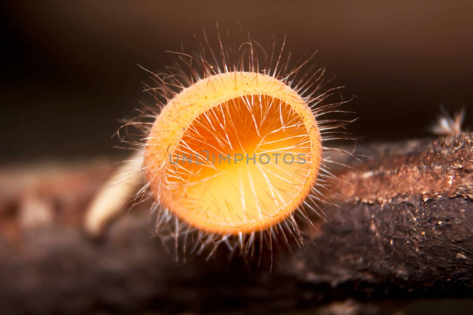 Orange burn cup mushroom or champagne mushroom, in Thailand