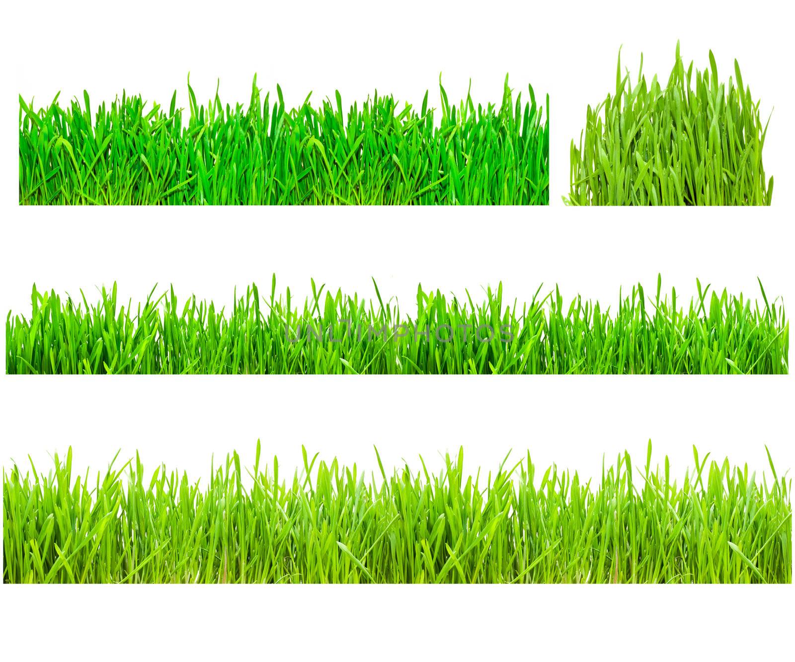 Two types of green grass on a white isolated background