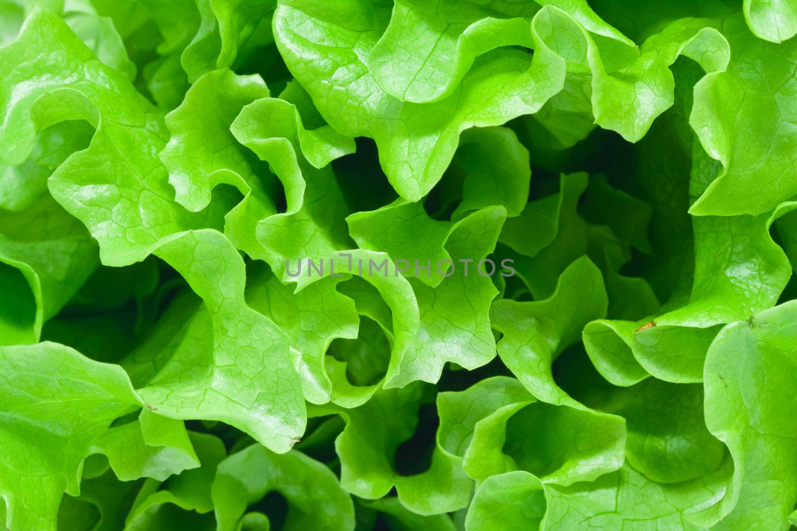 Fresh green Lettuce salad background