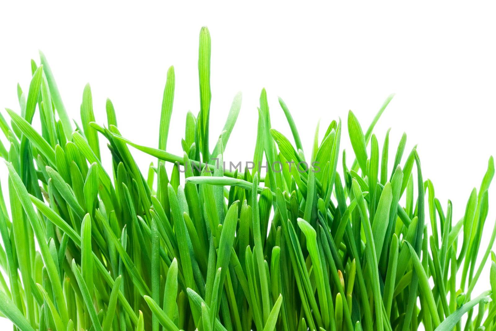 Fresh green grass isolated on white background