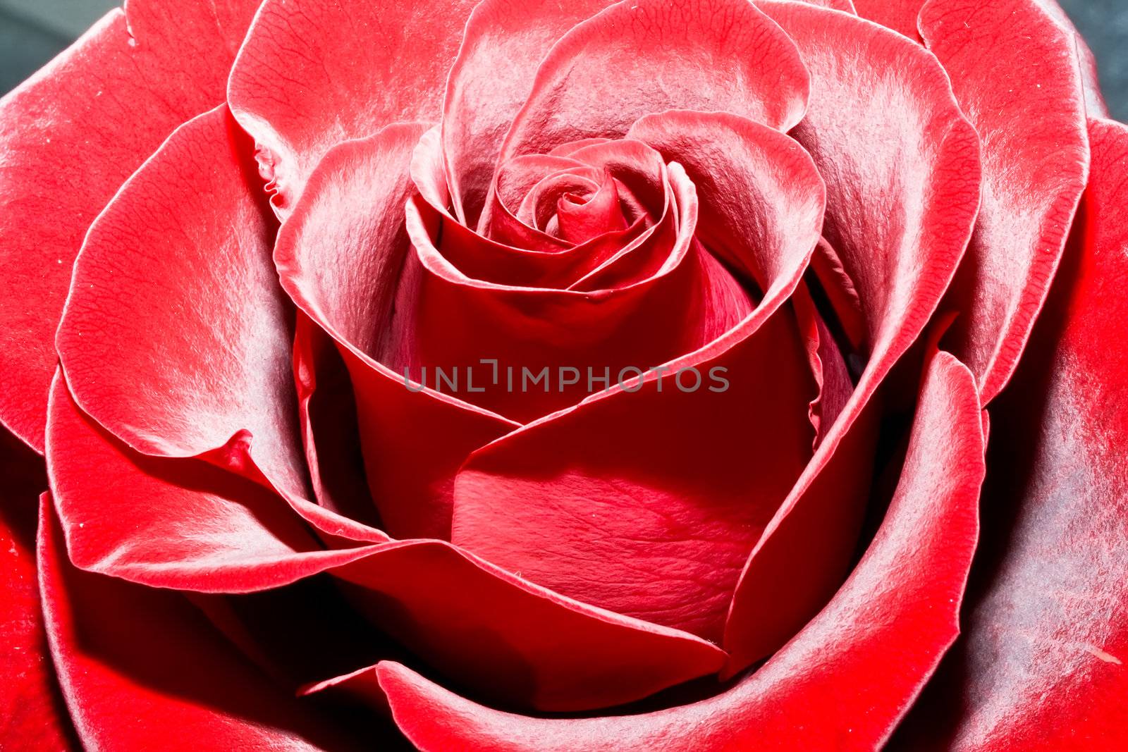 Lush and beautiful red rose, high quality macro