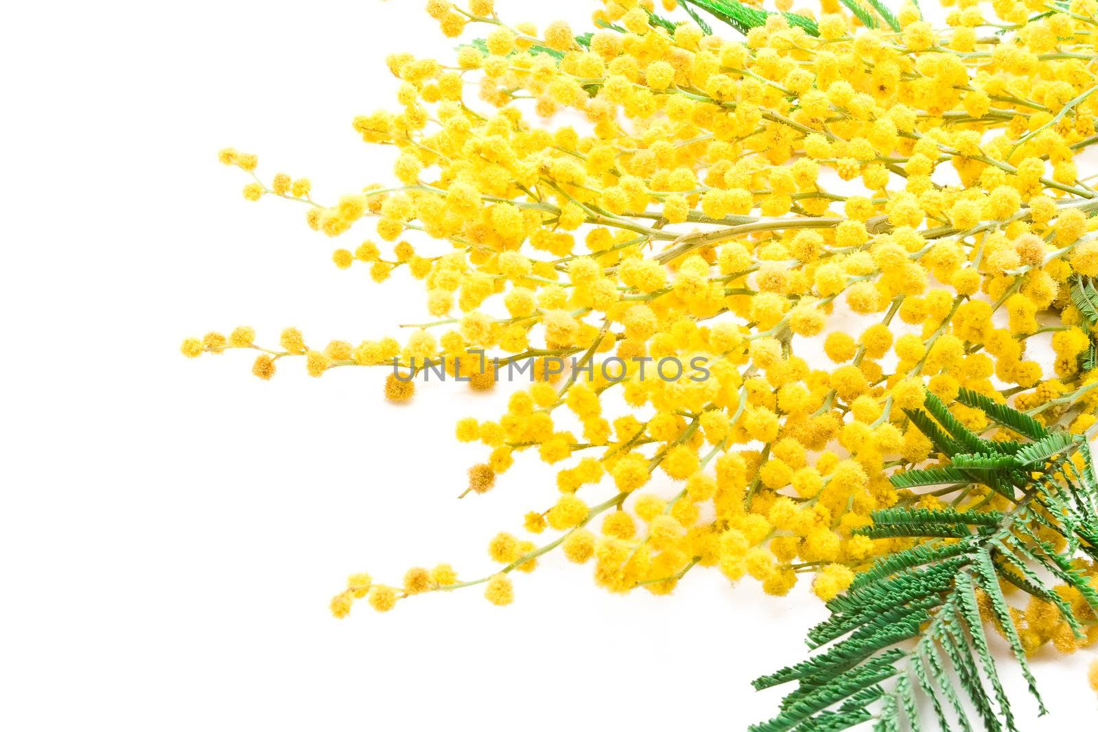 Mimosa isolated on white background