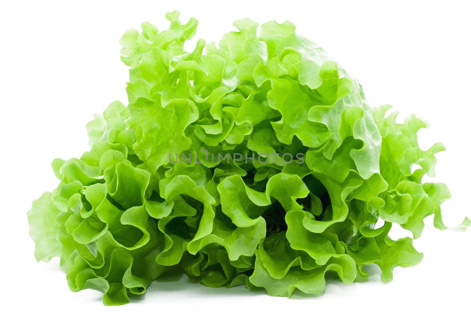 Fresh green Lettuce salad on white isolated background