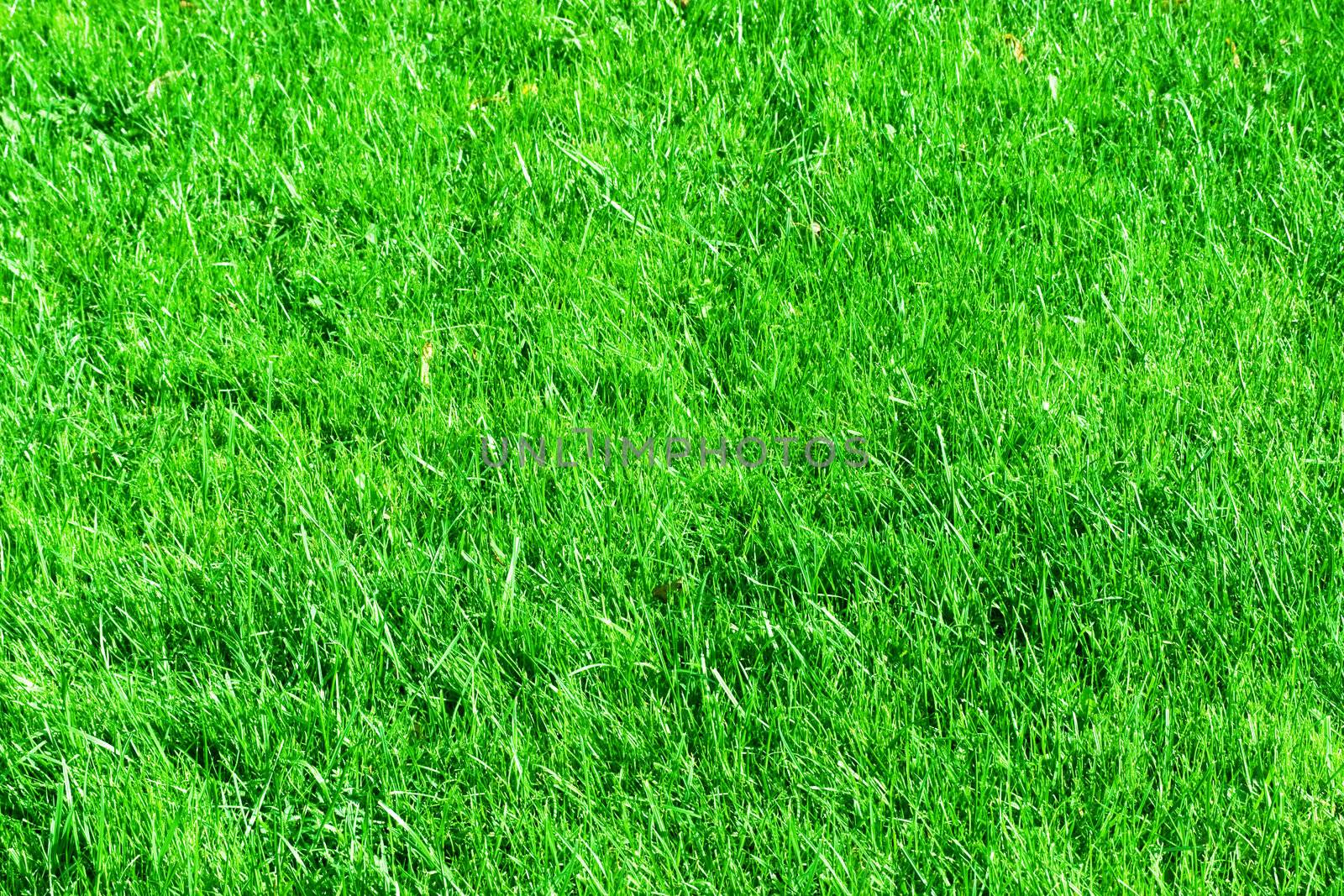 Green lawn. it can be used as background