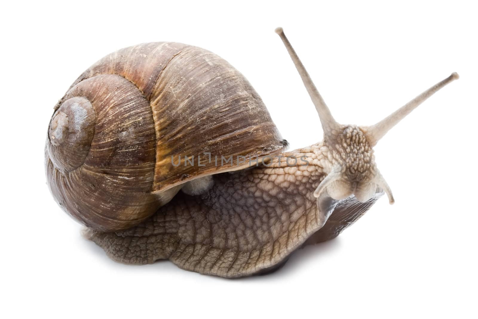 Funny snail isolated on white background