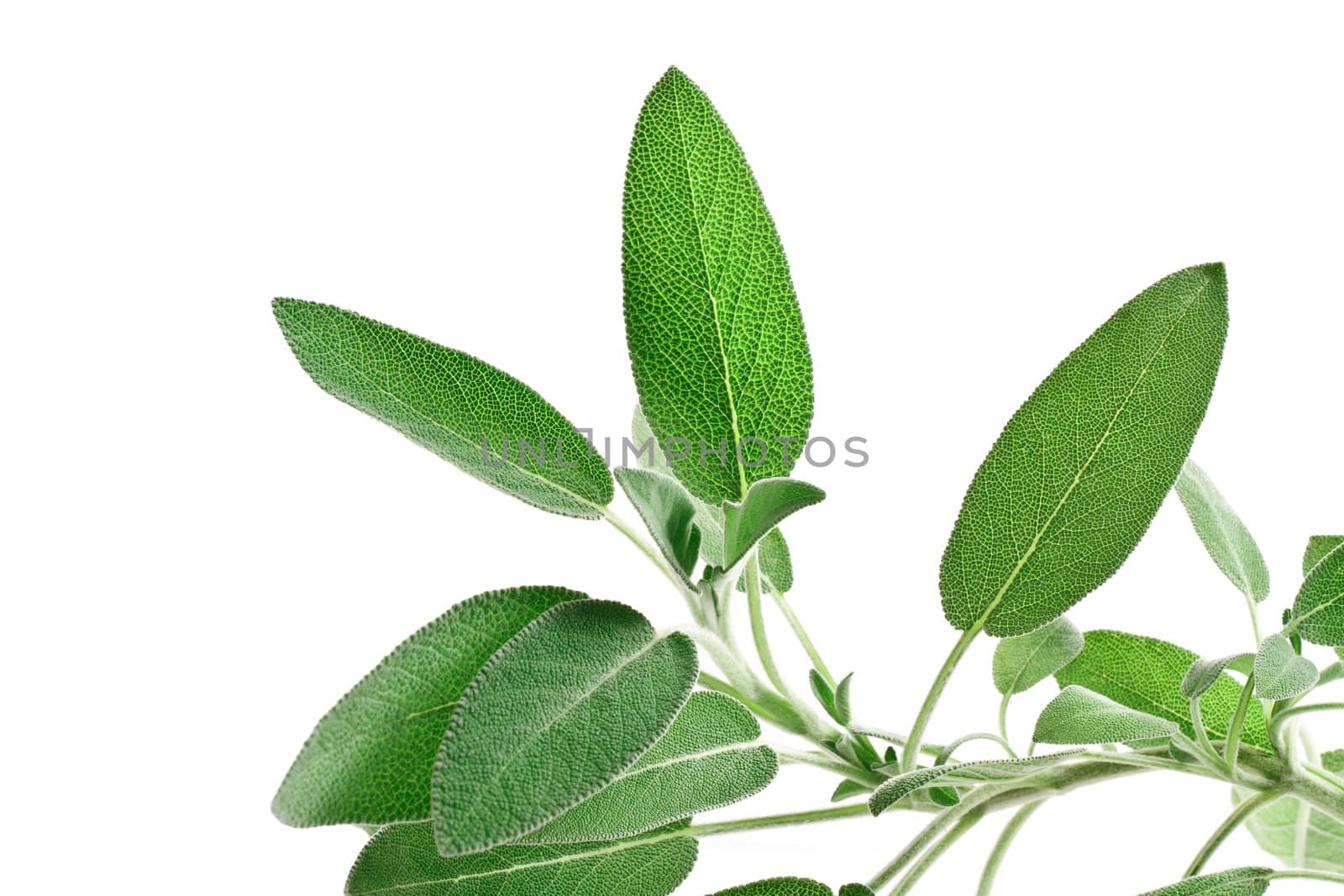 bunch of sage isolated on white background