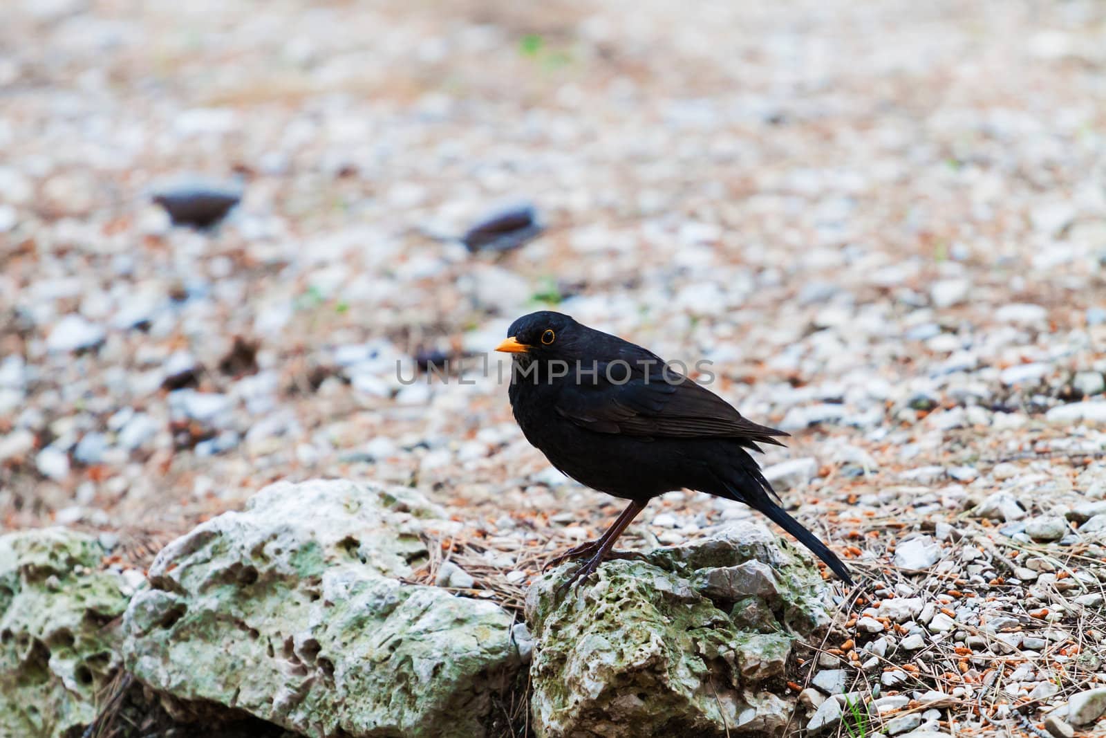 Common blackbird (Turdus merula) by Lamarinx