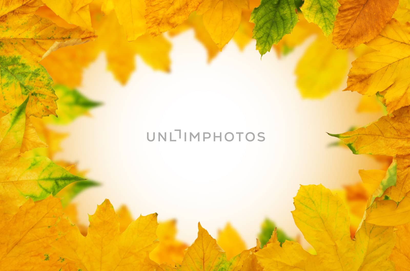 Autumn Maple Leafs