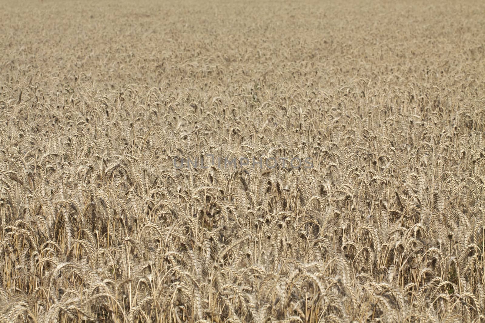 Golden wheat growing in a farm field