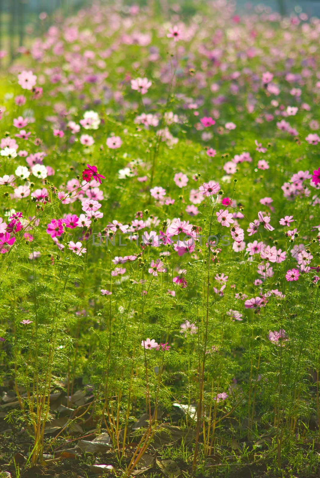 Beautiful Flowers by pixbox77