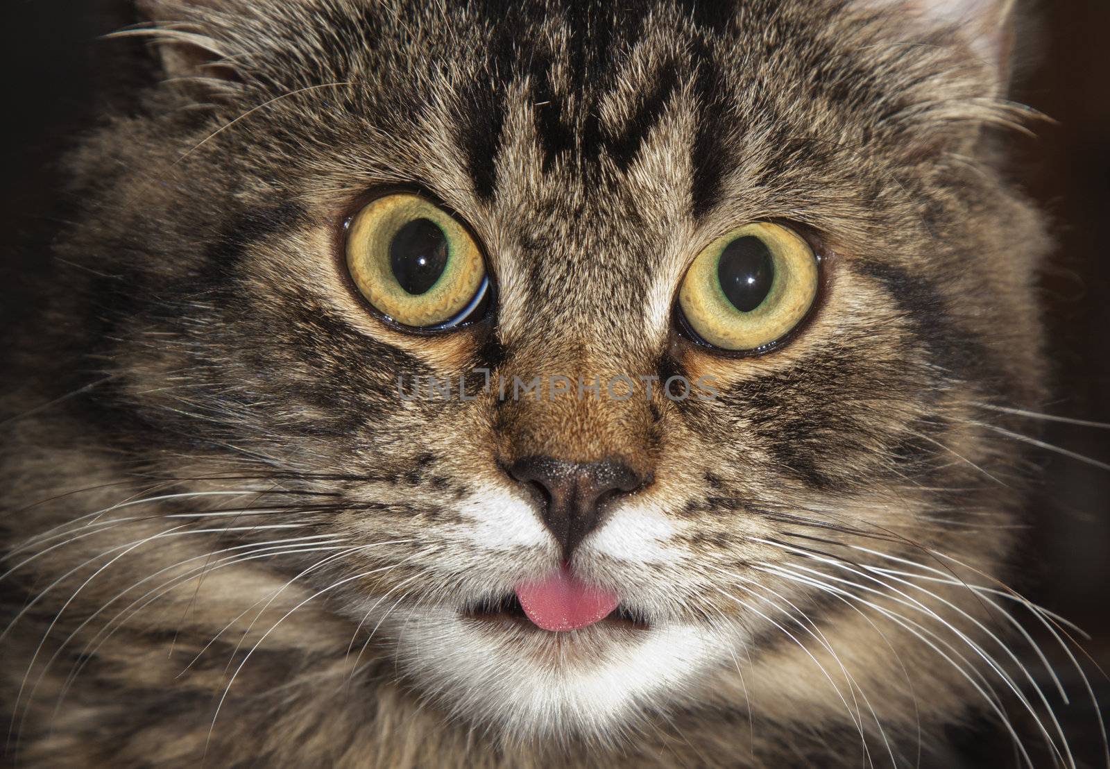 Close-up of cat's face with stuck out tongue