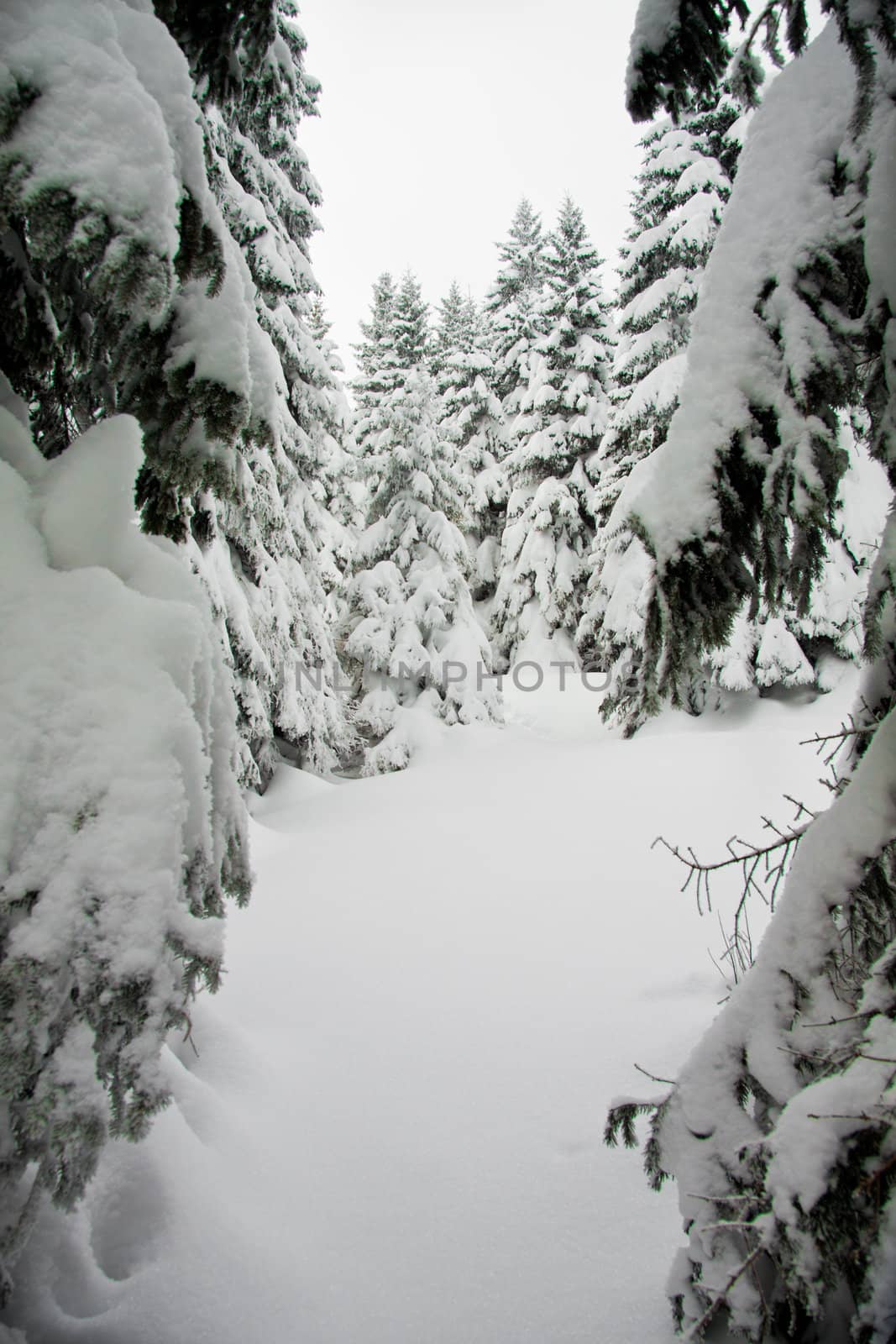 Fir trees with lots of snow, vertical by Lamarinx