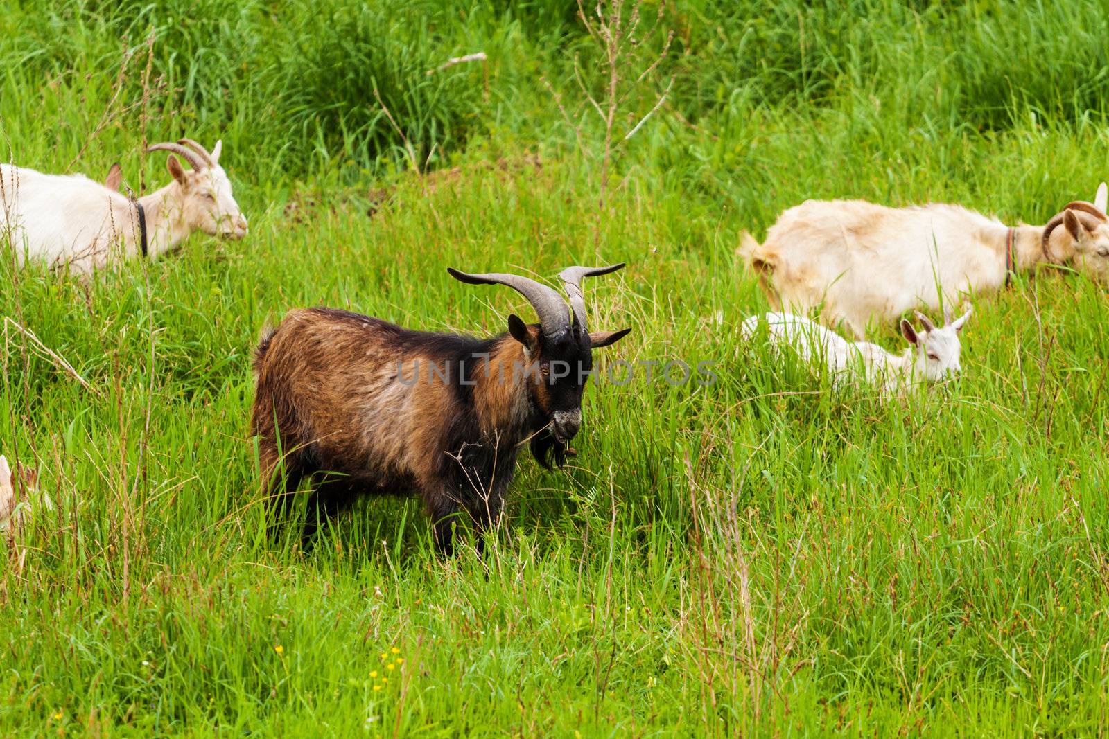 Goats in high grass by Lamarinx